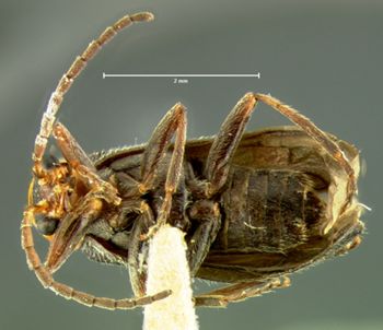 Media type: image;   Entomology 3404 Aspect: habitus ventral view